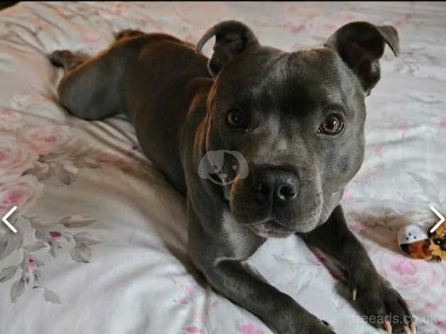 Beautiful boy 2yrs old (Staffie) for sale in Barnstaple, Devon - Image 2