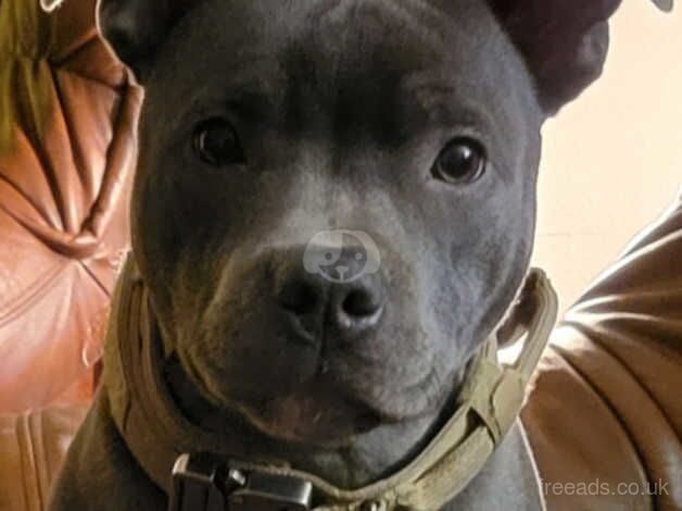 Beautiful boy 2yrs old (Staffie) for sale in Barnstaple, Devon - Image 3