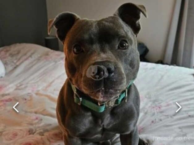 Beautiful boy 2yrs old (Staffie) for sale in Barnstaple, Devon - Image 4