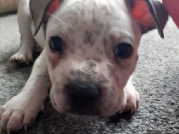 Beautiful boy stunning markings ready to leave now for sale in Stoke-on-Trent, Staffordshire - Image 1