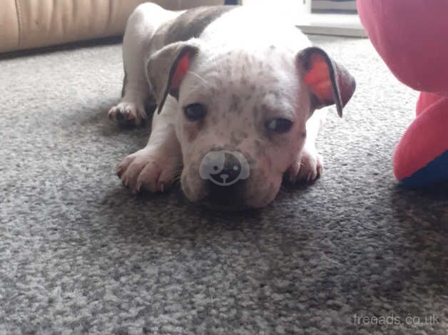 Beautiful boy stunning markings ready to leave now for sale in Stoke-on-Trent, Staffordshire - Image 2