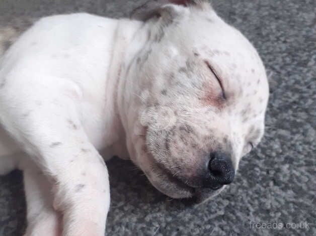 Beautiful boy stunning markings ready to leave now for sale in Stoke-on-Trent, Staffordshire - Image 3