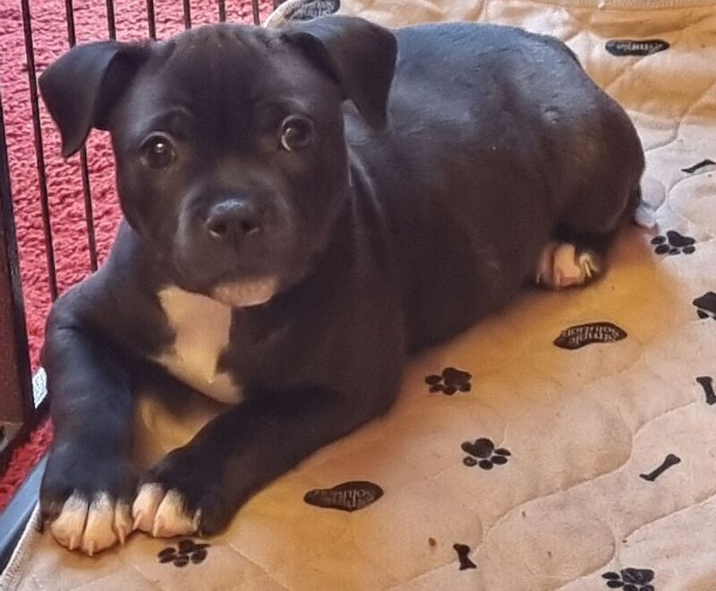 Beautiful Brindle Staffordshire Bull Terrier Puppy for sale in Derby, Derbyshire - Image 5