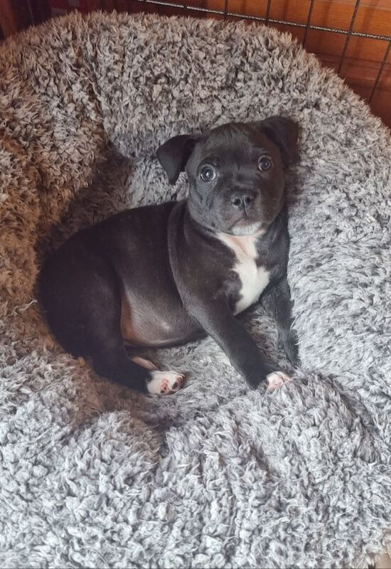 Beautiful Brindle Staffordshire Bull Terrier Puppy for sale in Derby, Derbyshire - Image 6