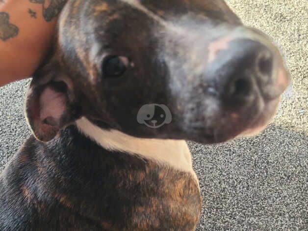 Beautiful female staffey for sale in Gosport, Hampshire