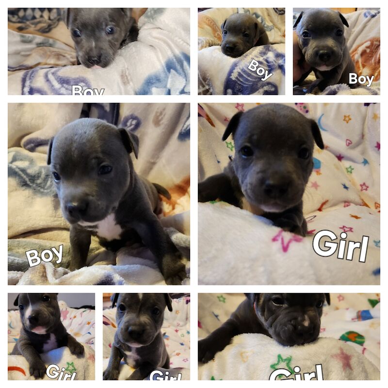 Beautiful kc Blue Staffordshire Bull Terrior Puppies for sale in Blackpool, Lancashire - Image 10