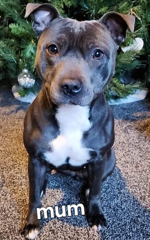 Beautiful kc Blue Staffordshire Bull Terrior Puppies for sale in Blackpool, Lancashire - Image 2