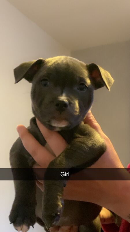 Beautiful kc Blue Staffordshire Bull Terrior Puppies for sale in Blackpool, Lancashire - Image 1