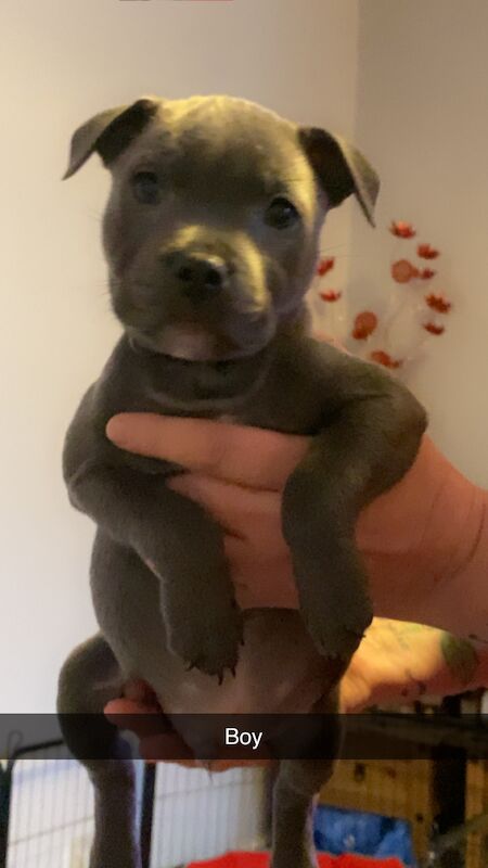 Beautiful kc Blue Staffordshire Bull Terrior Puppies for sale in Blackpool, Lancashire - Image 6