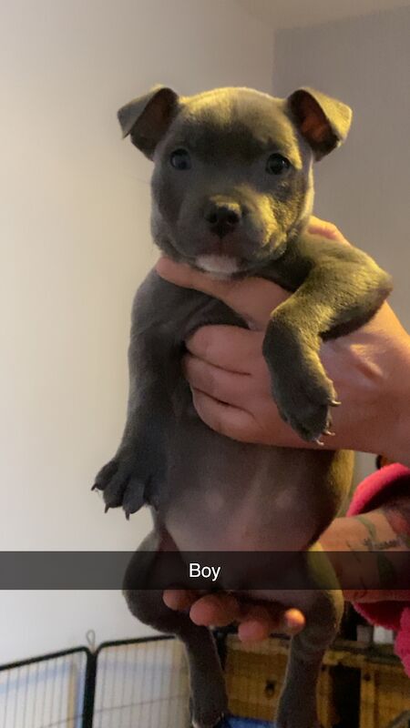 Beautiful kc Blue Staffordshire Bull Terrior Puppies for sale in Blackpool, Lancashire - Image 7