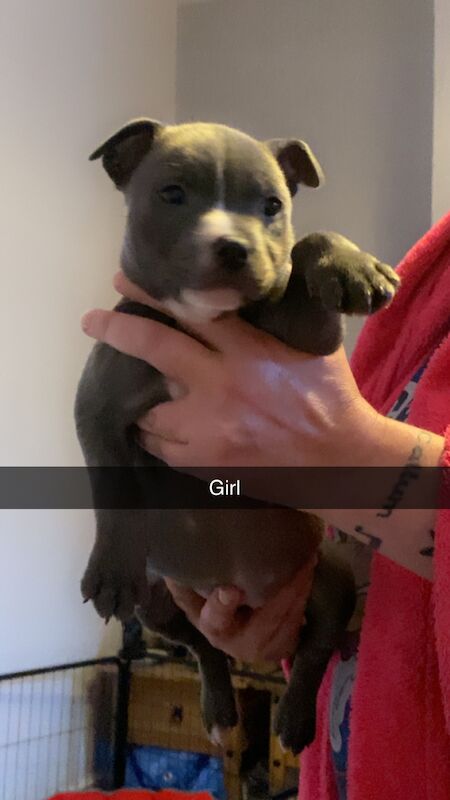 Beautiful kc Blue Staffordshire Bull Terrior Puppies for sale in Blackpool, Lancashire - Image 9