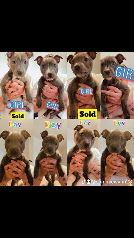 Beautiful kc Blue Staffordshire Bull Terrior Puppies for sale in Blackpool, Lancashire - Image 12