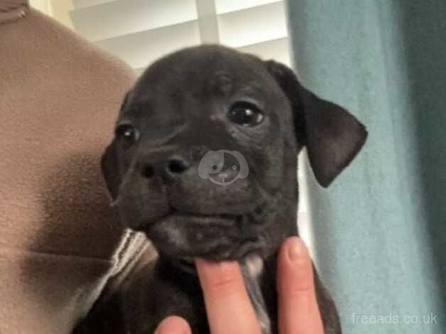 Beautiful litter of Staffies ready to go.. for sale in Selkirk, Scottish Borders