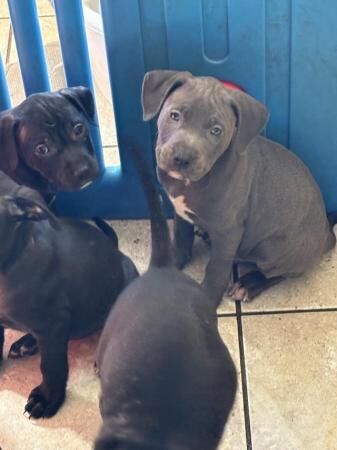 Beautiful playful Staffy puppies for sale in Margate, Kent - Image 1