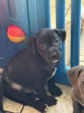 Beautiful playful Staffy puppies for sale in Margate, Kent - Image 2