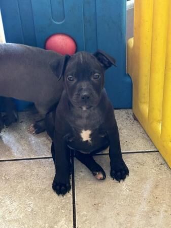 Staffie Puppies for sale