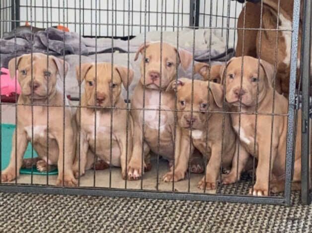 Beautiful pups for sale in Alveley, Shropshire