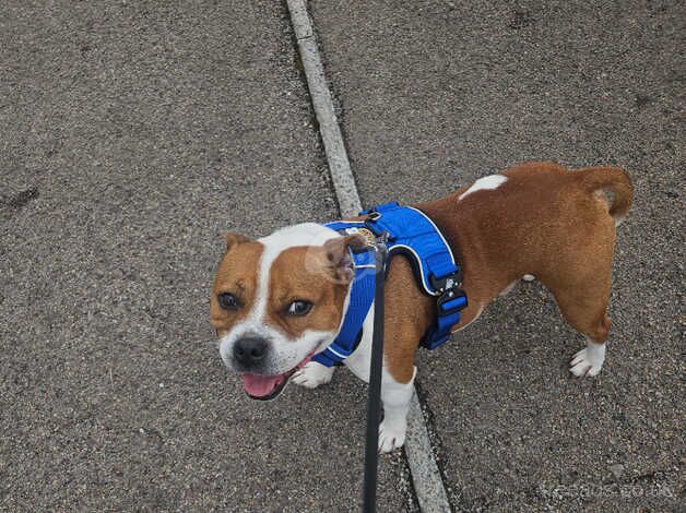 Beautiful red and white boy for sale in Caerphilly