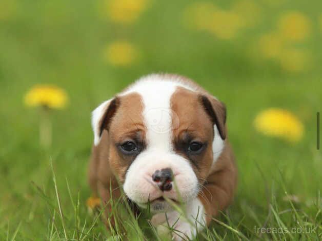 Beautiful Red Staffordshire bull terrier puppies for sale in Cheshire