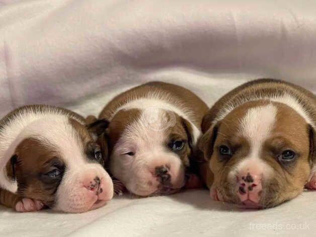 Beautiful Red Staffordshire bull terrier puppies for sale in Cheshire - Image 2