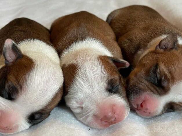 Beautiful Red Staffordshire bull terrier puppies for sale in Cheshire - Image 3