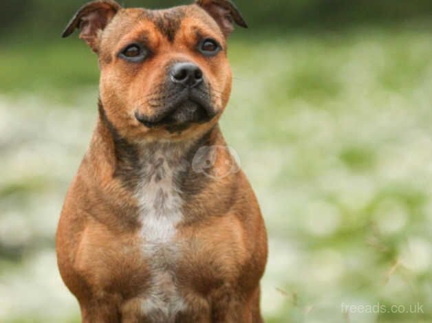 Beautiful Red Staffordshire bull terrier puppies for sale in Cheshire - Image 4