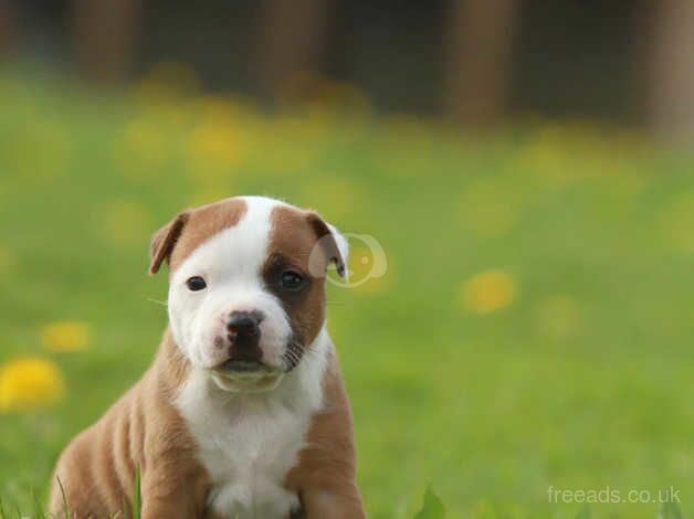 Beautiful Red Staffordshire bull terrier puppies for sale in Cheshire - Image 5