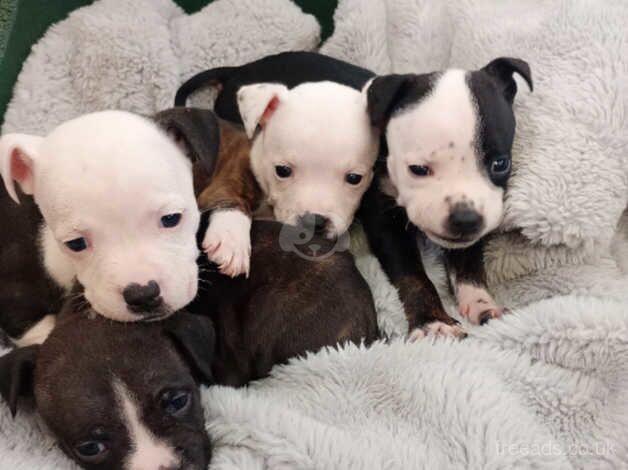 Beautiful Saffy pups for sale in Halesworth, Suffolk