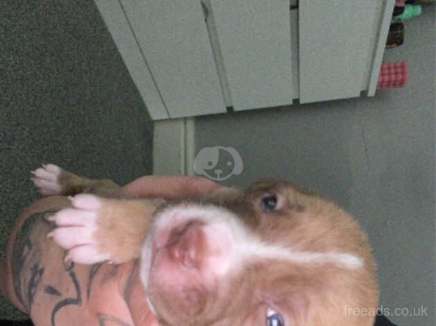 Beautiful staff presa puppies for sale in St Helen's, South Yorkshire - Image 3