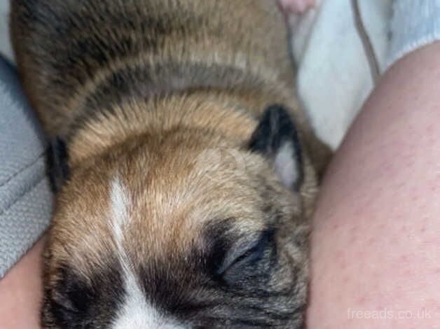 Beautiful staff presa puppies for sale in St Helen's, South Yorkshire - Image 4