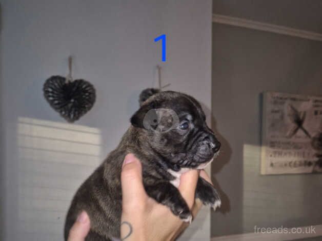 Beautiful staff puppies for sale in Cardiff - Image 1