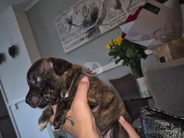 Beautiful staff puppies for sale in Cardiff, Cardiff