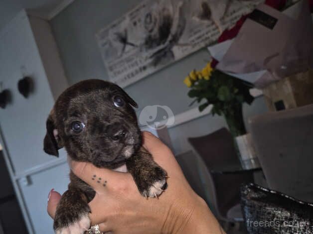 Staffordshire Bull Terriers for sale in Cardiff, Cardiff