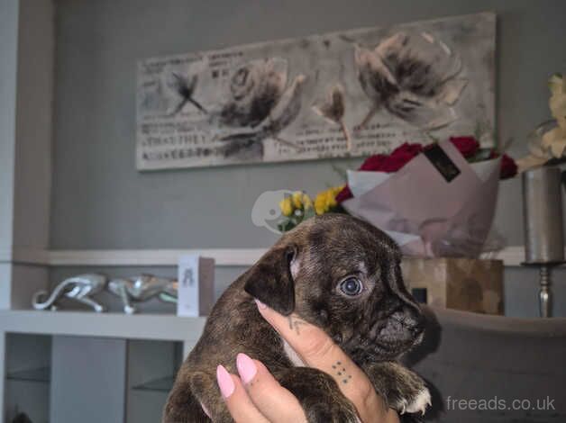 Staffie Puppies for sale in Cardiff