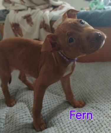 Beautiful Staff X Puppies looking for forever homes! for sale in Blaenau Ffestiniog, Gwynedd - Image 5