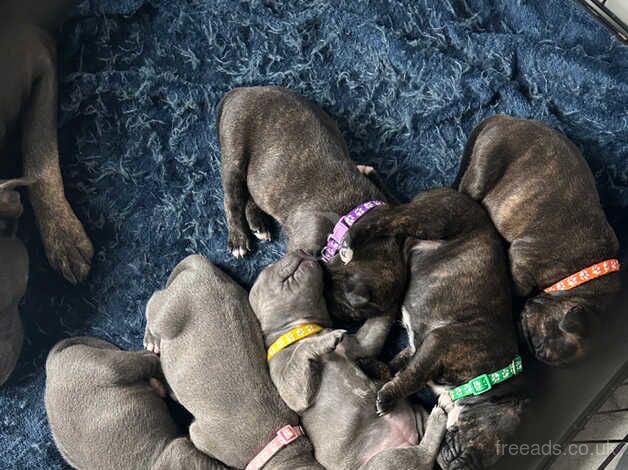 Beautiful Staffie Puppies for sale in Birmingham, West Midlands - Image 2