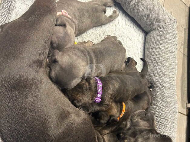 Beautiful Staffie Puppies for sale in Birmingham, West Midlands - Image 3