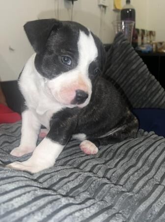 Beautiful Staffordshire bull terrier puppy for sale in London Beach, Kent