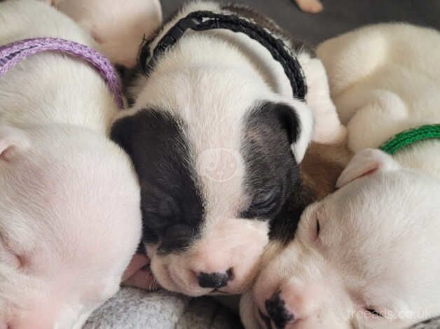 Beautiful Staffordshire bull terrier pups for sale in Aberdare/Aberdar, Rhondda Cynon Taf - Image 2