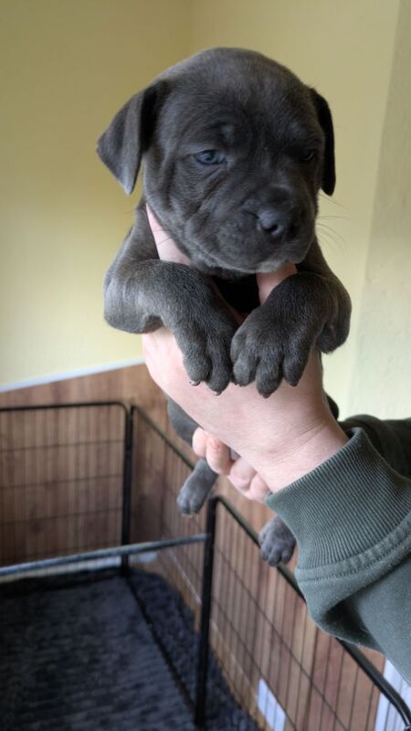 Blue brindle Staffordshire puppy for sale in Wolverhampton, West Midlands