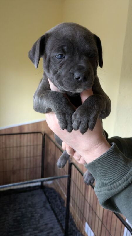 Blue brindle Staffordshire puppy for sale in Wolverhampton, West Midlands - Image 2