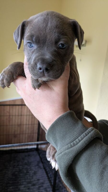 Blue brindle Staffordshire puppy for sale in Wolverhampton, West Midlands - Image 3