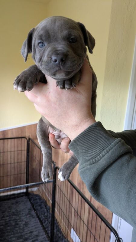 Blue brindle Staffordshire puppy for sale in Wolverhampton, West Midlands - Image 4