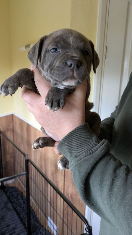 Beautiful Staffordshire puppy for sale in Wolverhampton, West Midlands - Image 5