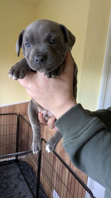 Beautiful Staffordshire puppy for sale in Wolverhampton, West Midlands - Image 6