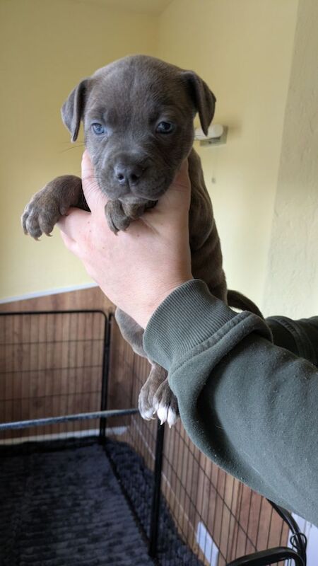 Blue brindle Staffordshire puppy for sale in Wolverhampton, West Midlands - Image 7