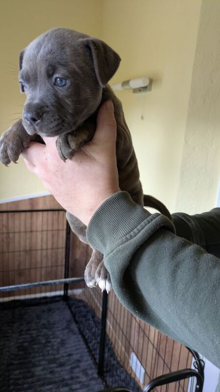 Beautiful Staffordshire puppy for sale in Wolverhampton, West Midlands - Image 8