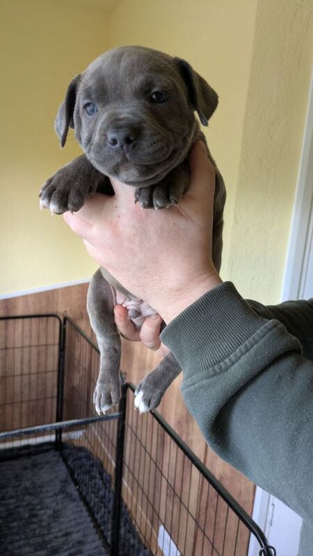 Blue brindle Staffordshire puppy for sale in Wolverhampton, West Midlands - Image 9