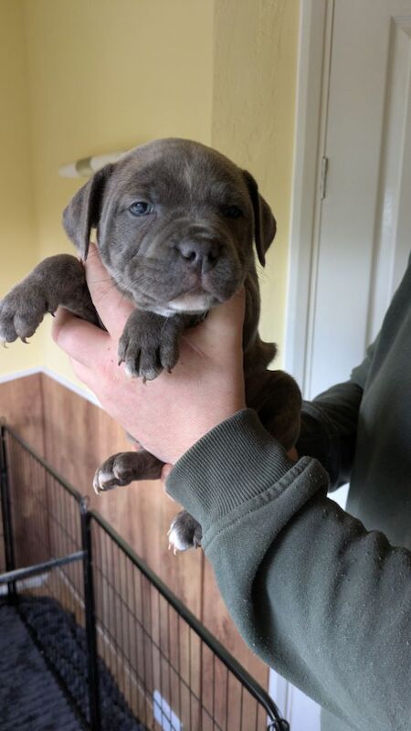 Blue brindle Staffordshire puppy for sale in Wolverhampton, West Midlands - Image 11