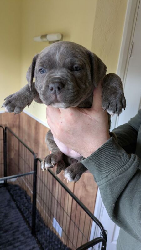 Beautiful Staffordshire puppy for sale in Wolverhampton, West Midlands - Image 12